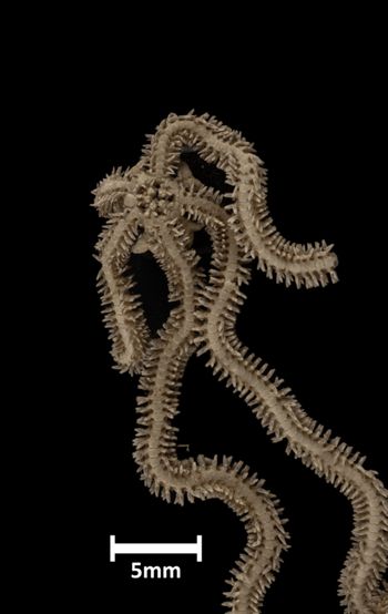 Media type: image;   Invertebrate Zoology OPH-1338 Description: Bottom of brittle star with mouth visible.;  Aspect: ventral